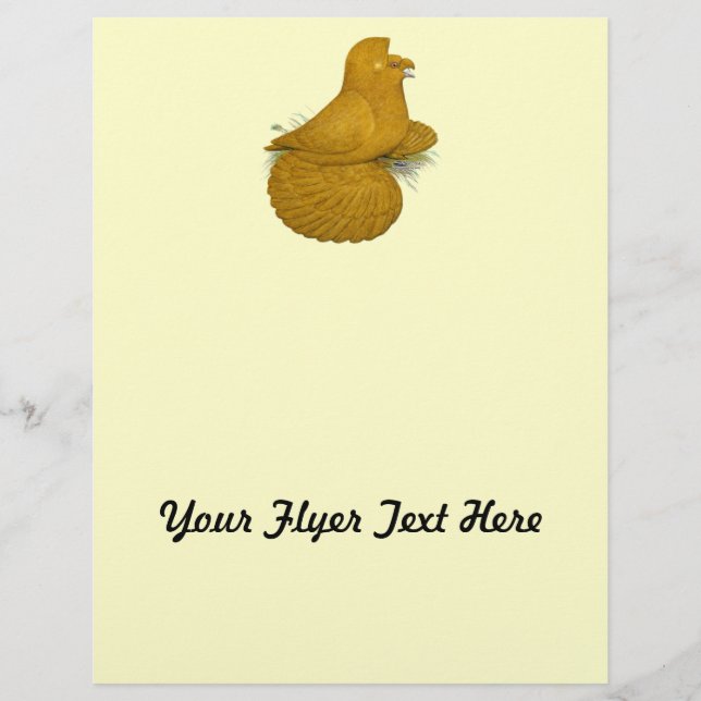 Flyer Trumpeter Pigeon Yellow (Frente)
