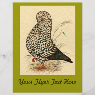 Flyer Tumbler Pigeon LFCL Splash