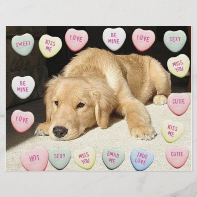Flyer Valentine Golden Retriever Puppy (Frente)