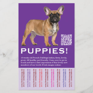 Flyer Vender cachorros Bulldog Francés locales