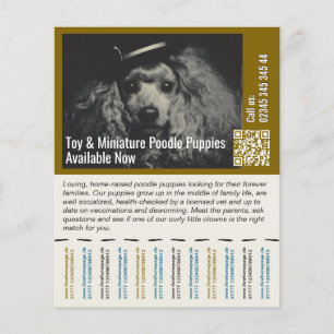 Flyer Volador de Caniche