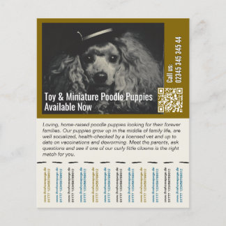 Flyer Volador de Caniche