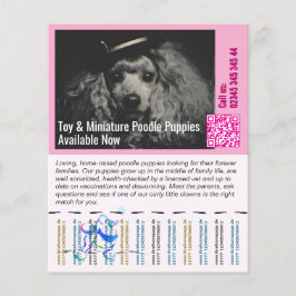 Flyer Volador de Caniche