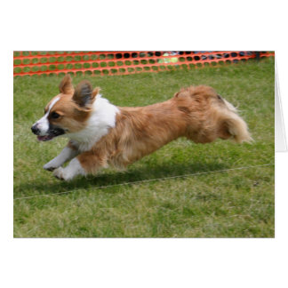 Flying Cardigan Welsh Corgi
