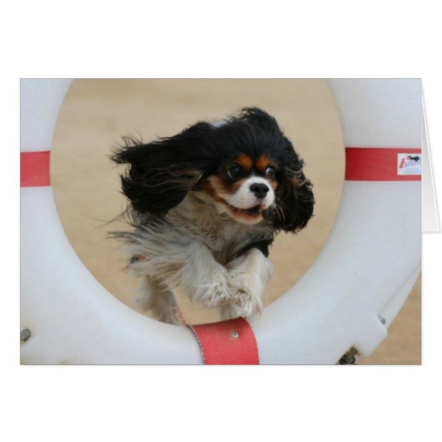 Flying Lia Tri Cavalier King Charles (Anverso (Horizontal))
