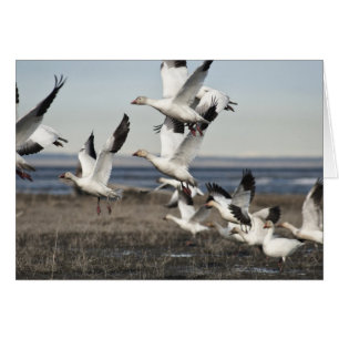Flying Snow Geese