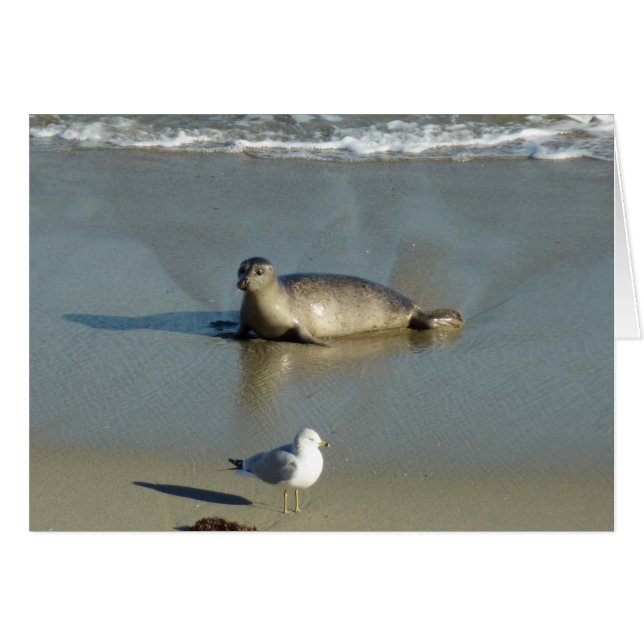 Foca común en La Jolla California (Anverso (Horizontal))