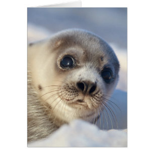 Foca de Groenlandia joven
