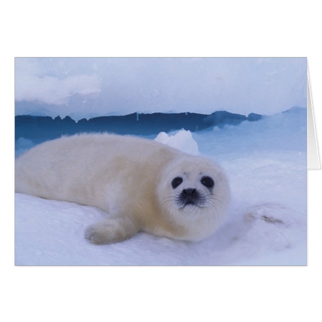 Foca de Groenlandia Norteamérica, Canadá, Quebec (Anverso (Horizontal))