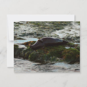 Foca de puerto iluminada por la puesta del sol II