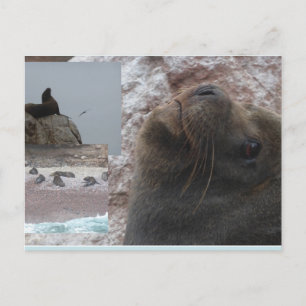 Focas de cerca Collage Perú Tarjeta Postal DIY