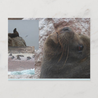 Focas de cerca Collage Perú Tarjeta Postal DIY