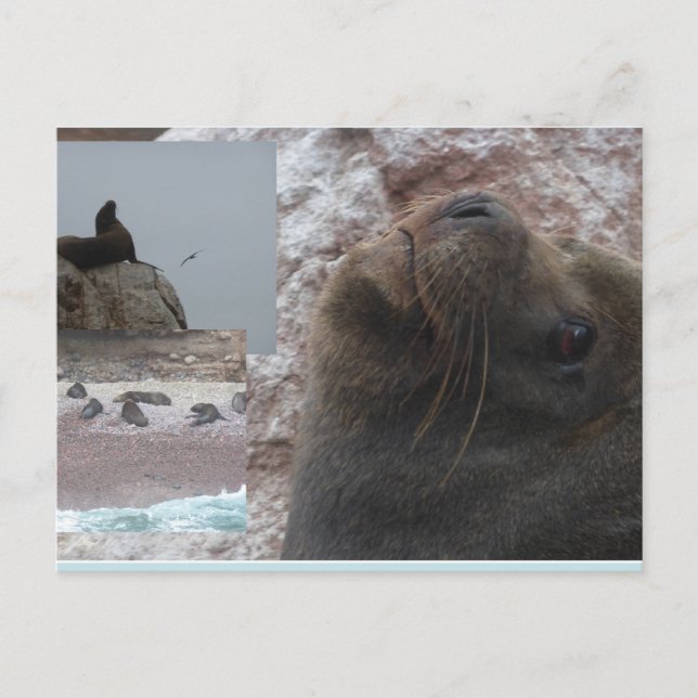Focas de cerca Collage Perú Tarjeta Postal DIY (Anverso)