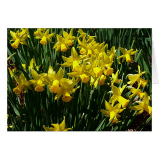 Focos amarillos y flores de primavera alegres
