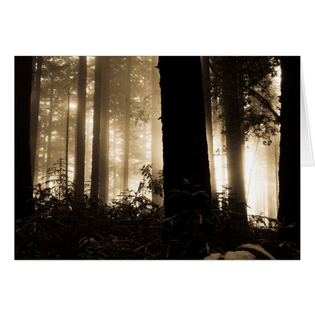 Foggy Sunrise (Anverso (Horizontal))