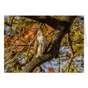 Foliage de halcón y otoño