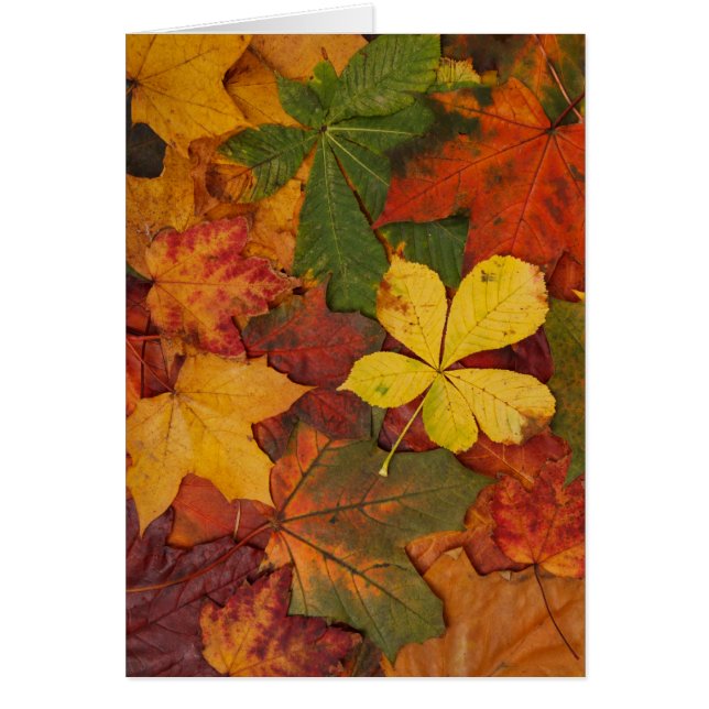 Foliage de otoño (Frente)