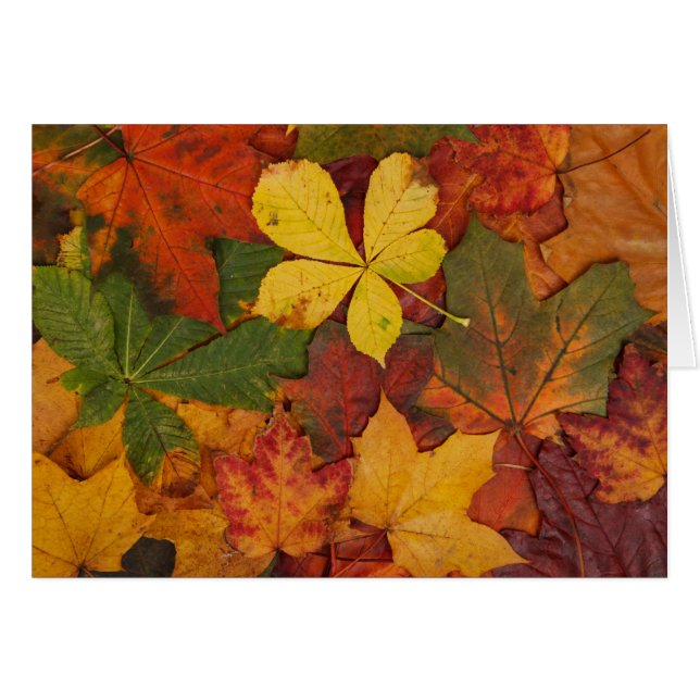 Foliage de otoño (Anverso (Horizontal))