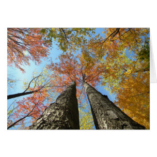 Follaje de otoño que mira para arriba 2
