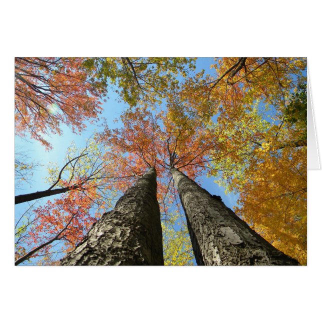 Follaje de otoño que mira para arriba 2 (Anverso (Horizontal))