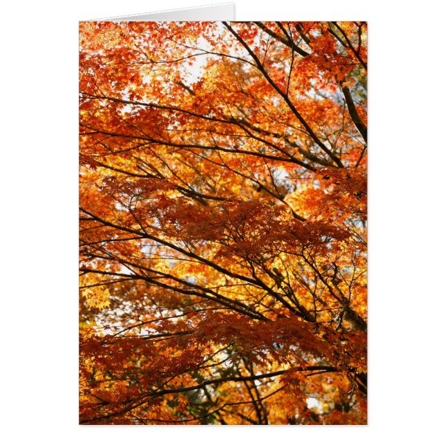 Follaje del árbol de arce (Frente)