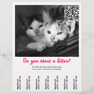 Folleto de venta de gatitos