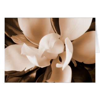 Fondo blanco del negro de la flor de la magnolia