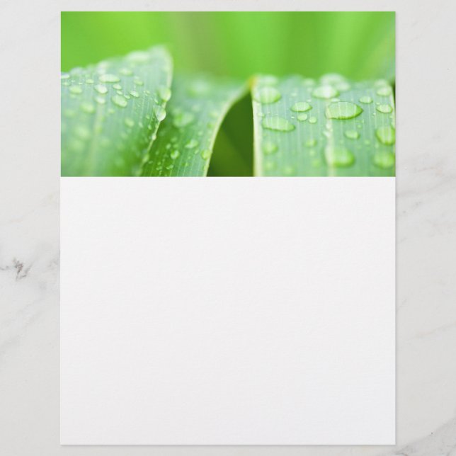 Fondo de hojas verdes (Frente)