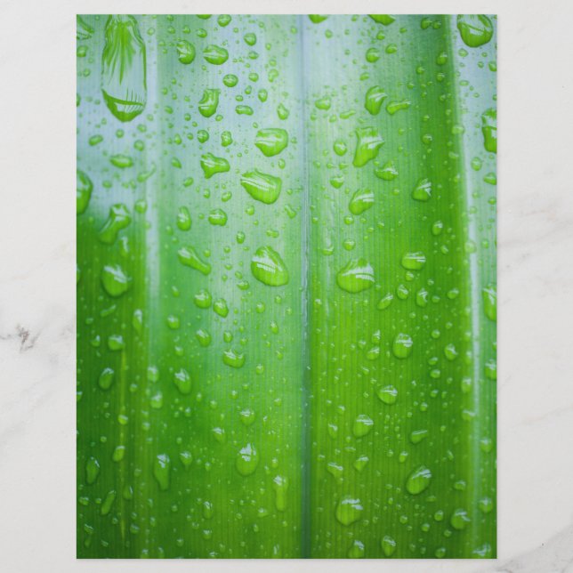 Fondo de hojas verdes (Frente)