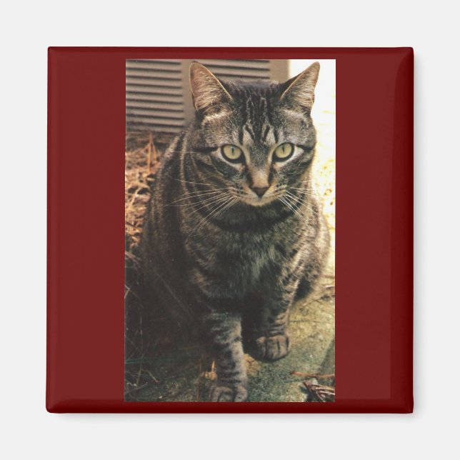 Fondo de maroon del imán del gato de Tabby (Frente)