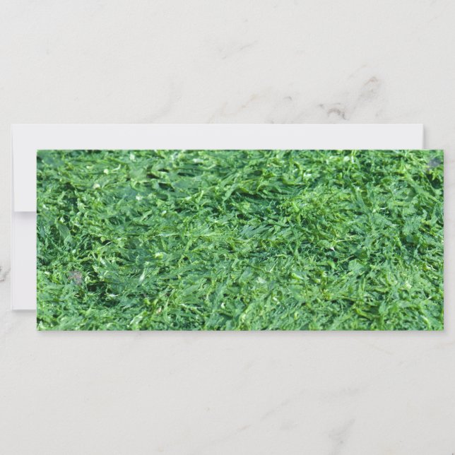 Fondo verde de la Algae (Anverso)