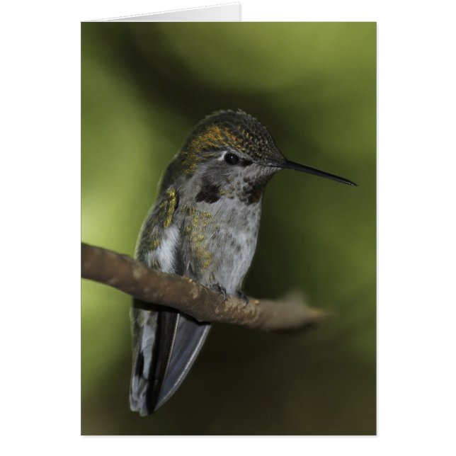 Forest Faerie (Frente)