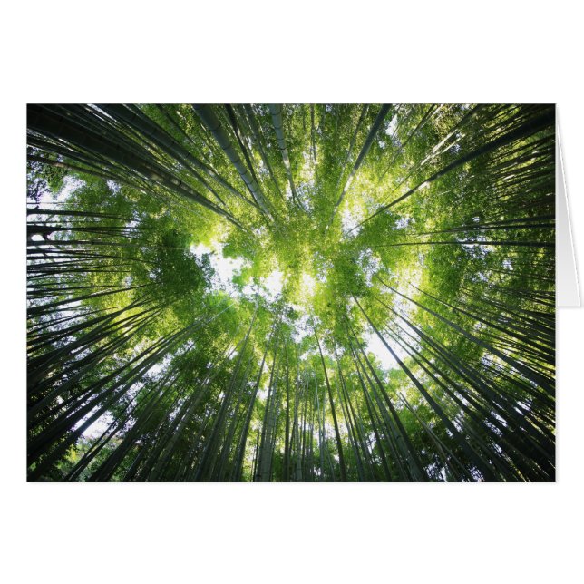 Forest Looking Up Trees Blank Photo Note Card (Anverso (Horizontal))