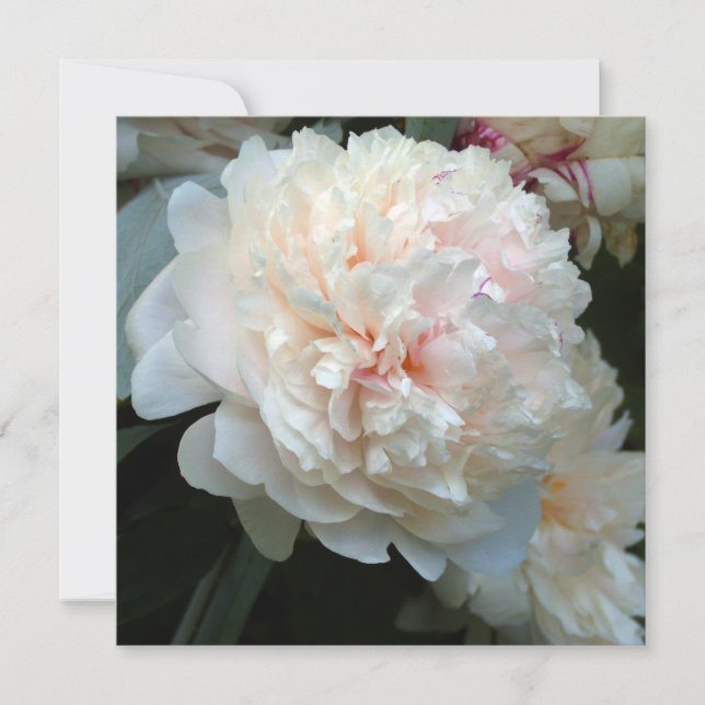 FOREVER PEONY (Anverso)