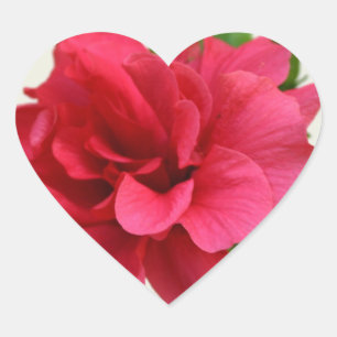 Forma De Corazón Bonito en rosa - Pegatina