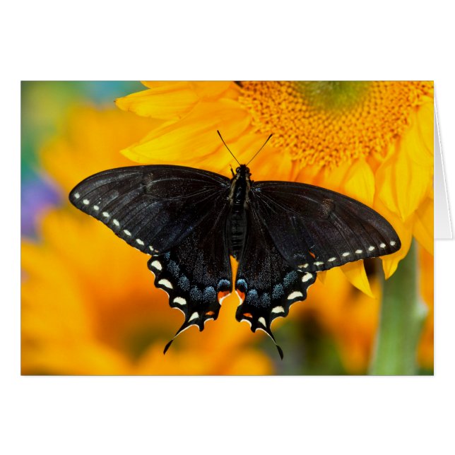 Forma negra del tigre oriental (Anverso (Horizontal))