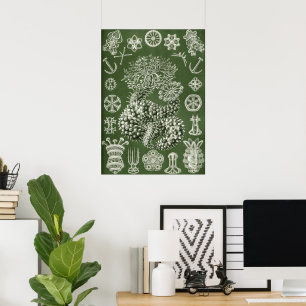 Formas de arte en la naturaleza - Ernst Haeckel
