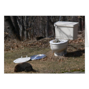 Forraje Groundhog