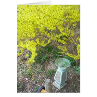 Forsythia en flor