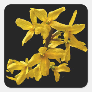Forsythia Pegatinas