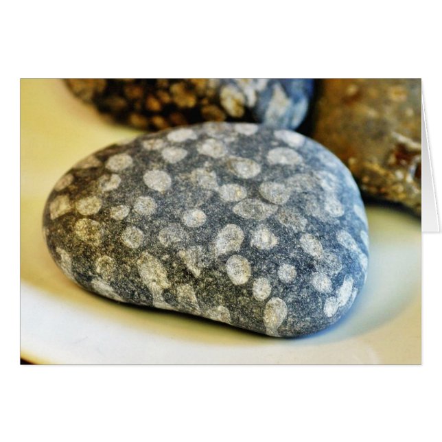 Fossils Rocks Coral (Anverso (Horizontal))