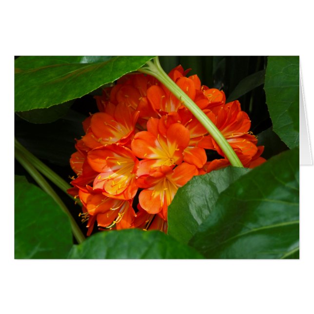 Foto (Anverso (Horizontal))