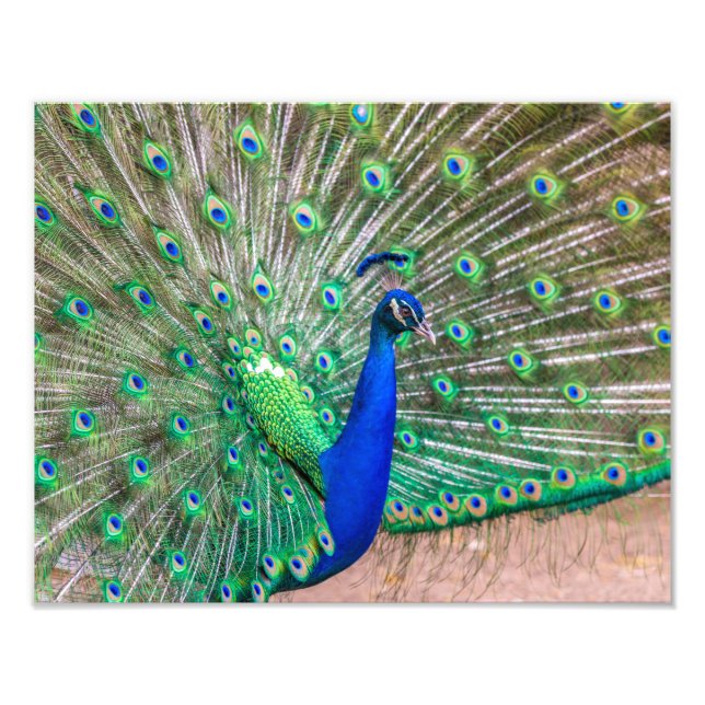 Foto 0601-Peacock (Frente)