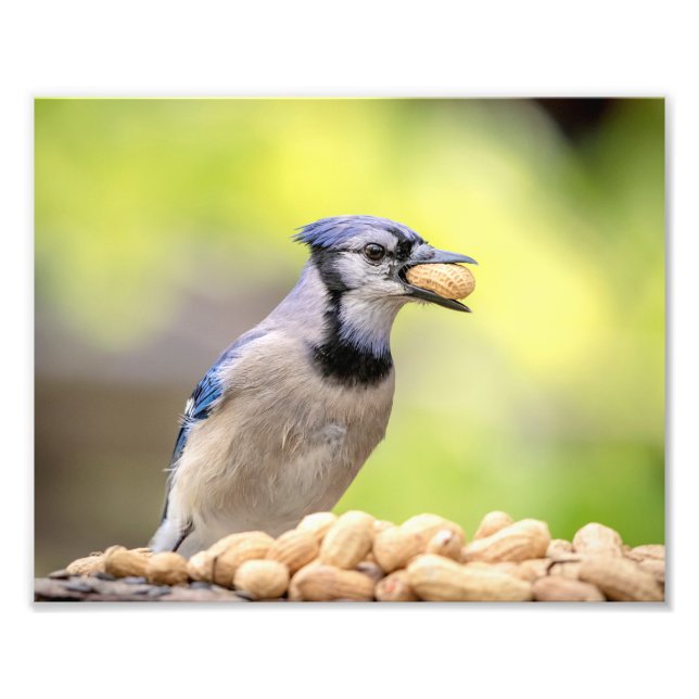 Foto 10x8 Blue jay con un cacahuete (Frente)