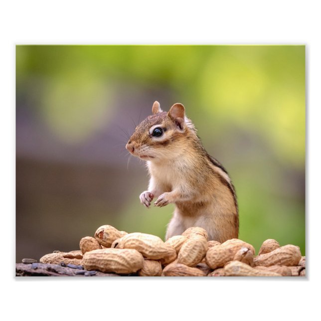 Foto 10x8 Chipmunk con cacahuetes (Frente)