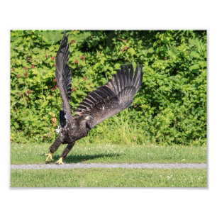Foto 10x8 Eagle calvo juvenil