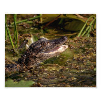 10x8 Joven lagarto