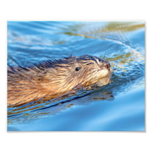 Foto 10x8 Muskrat en la Reserva Ecológica de Granjas Va