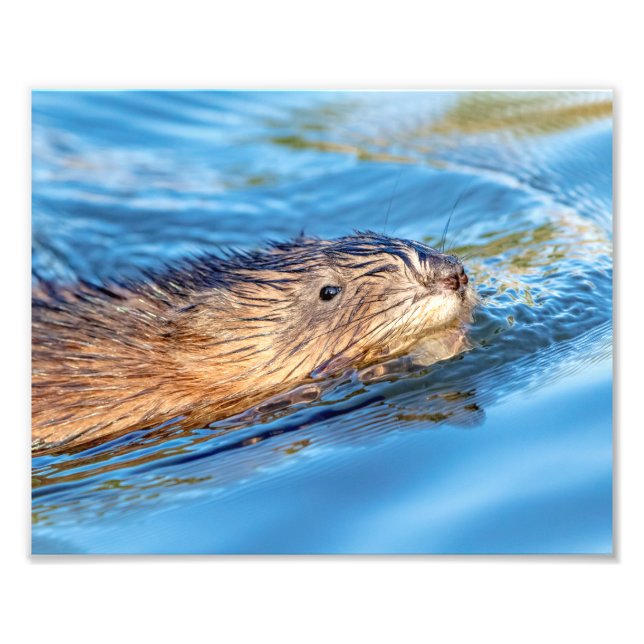 Foto 10x8 Muskrat en la Reserva Ecológica de Granjas Va (Frente)