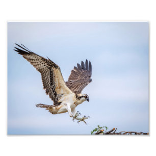 Foto 10x8 Osprey que aterriza en la jerarquía
